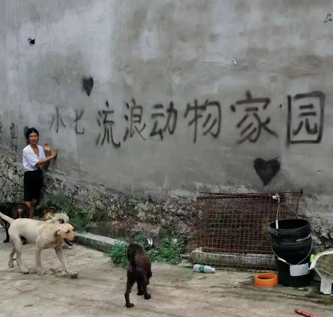 猫可以吃狗湿粮吗_狗找狗猫找猫乌龟_一起为流浪猫狗攒粮