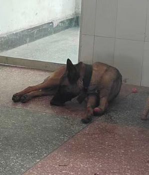 狗找狗猫找猫乌龟_猫可以吃狗湿粮吗_一起为流浪猫狗攒粮