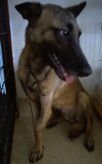 狗找狗猫找猫乌龟_一起为流浪猫狗攒粮_猫可以吃狗湿粮吗