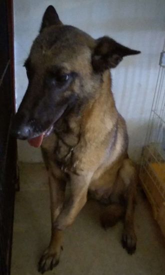 一起为流浪猫狗攒粮_猫可以吃狗湿粮吗_狗找狗猫找猫乌龟