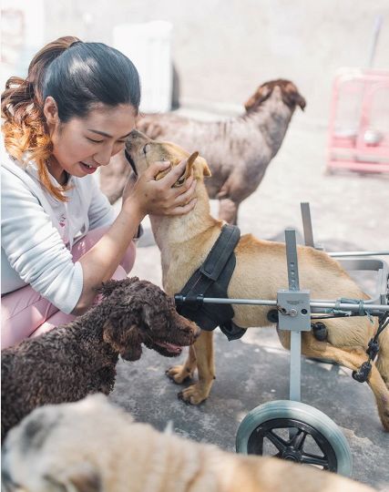 猫可以吃狗湿粮吗_一起为流浪猫狗攒粮_狗找狗猫找猫乌龟