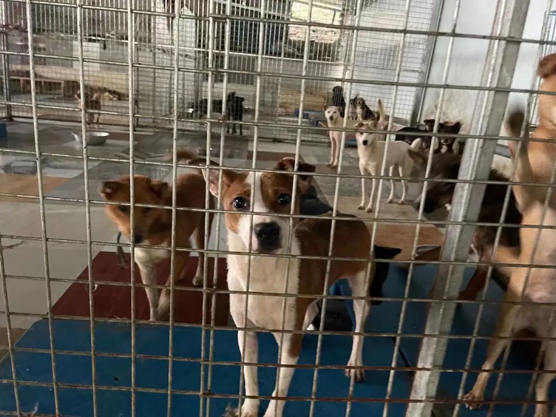 狗找狗猫找猫乌龟_一起为流浪猫狗攒粮_猫可以吃狗湿粮吗