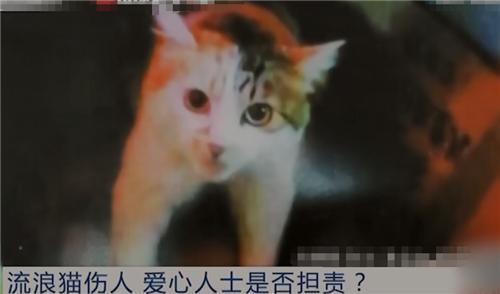 流浪猫妈妈找小奶猫_姜老刀的猫是流浪猫吗_一起为流浪猫狗攒粮