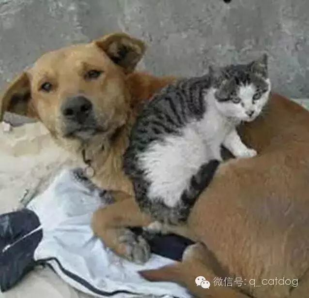 流浪猫妈妈找小奶猫_一起为流浪猫狗攒粮_姜老刀的猫是流浪猫吗