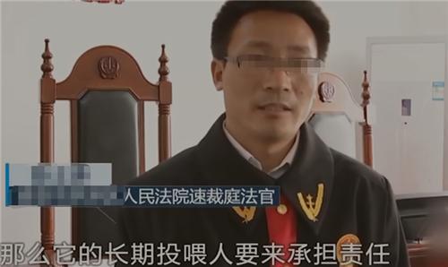 流浪猫妈妈找小奶猫_姜老刀的猫是流浪猫吗_一起为流浪猫狗攒粮