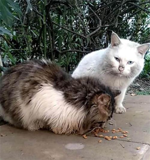 一起为流浪猫狗攒粮_姜老刀的猫是流浪猫吗_流浪猫妈妈找小奶猫