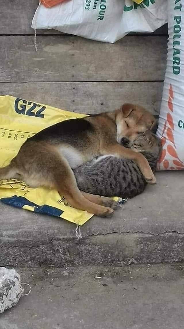 一起为流浪猫狗攒粮_流浪猫妈妈找小奶猫_姜老刀的猫是流浪猫吗