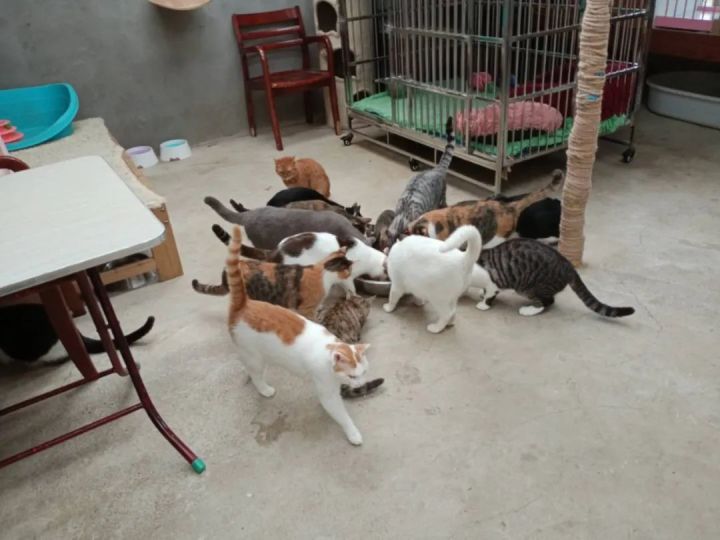 一起为流浪猫狗攒粮_姜老刀的猫是流浪猫吗_流浪猫妈妈找小奶猫