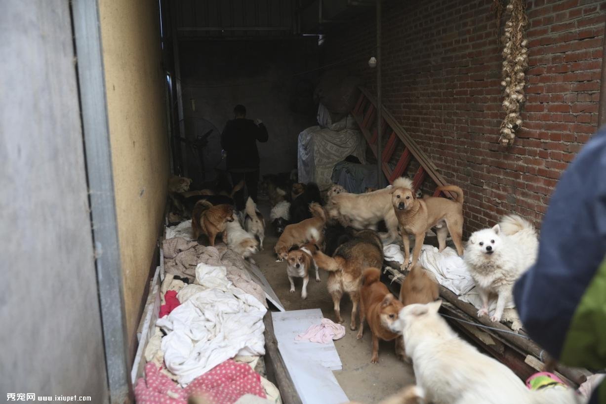 一起为流浪猫狗攒粮_流浪猫妈妈找小奶猫_姜老刀的猫是流浪猫吗