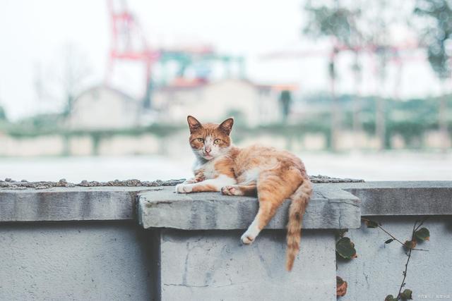 狗找狗猫找猫_猫走失变成流浪猫结果_一起为流浪猫狗攒粮