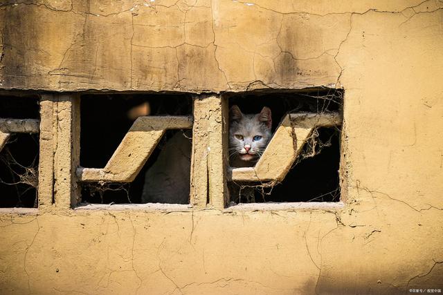 猫走失变成流浪猫结果_一起为流浪猫狗攒粮_狗找狗猫找猫