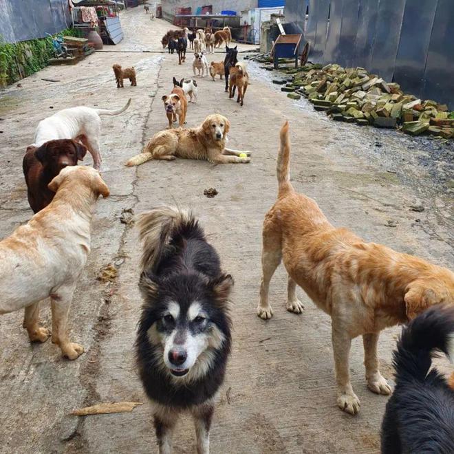 一起为流浪猫狗攒粮_猫湿粮和猫罐头的区别_起点的月票可以攒不