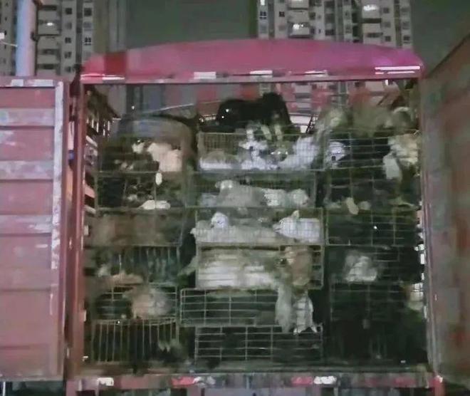 一起为流浪猫狗攒粮_起点的月票可以攒不_猫湿粮和猫罐头的区别