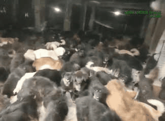 猫湿粮和猫罐头的区别_起点的月票可以攒不_一起为流浪猫狗攒粮