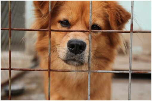 猫湿粮和猫罐头的区别_一起为流浪猫狗攒粮_起点的月票可以攒不