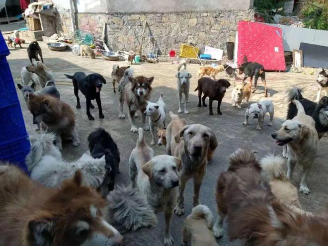 一起为流浪猫狗攒粮_起点的月票可以攒不_猫湿粮和猫罐头的区别