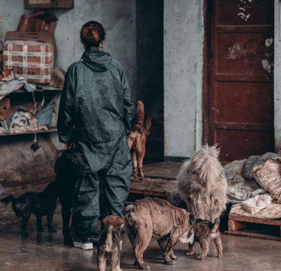 起点的月票可以攒不_一起为流浪猫狗攒粮_猫湿粮和猫罐头的区别