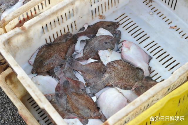 台风过后青岛海滩上尽是海鲜_三军过后尽开颜的三军_三军过后尽开颜