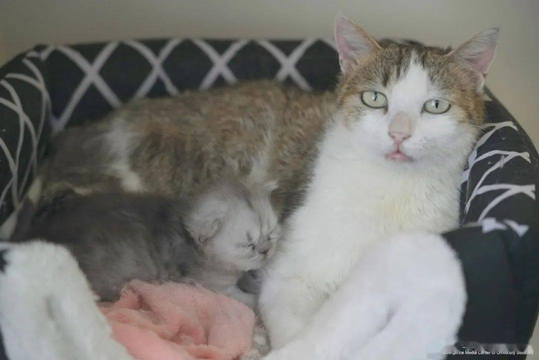 女子骨折手术去世_女子怀孕8个月去世_女子花25万克隆去世宠物狗