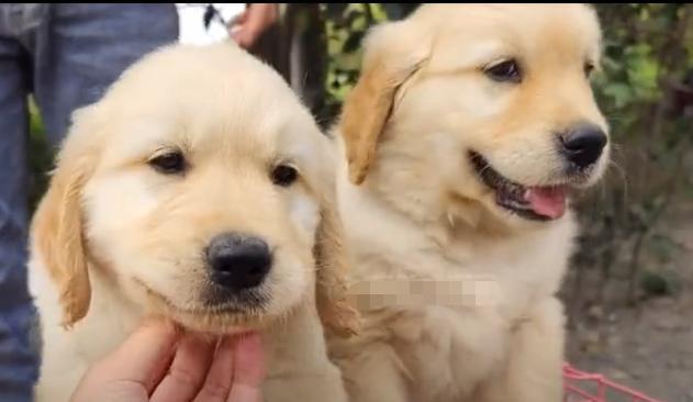 女子花25万克隆去世宠物狗_女子骨折手术去世_女子怀孕8个月去世