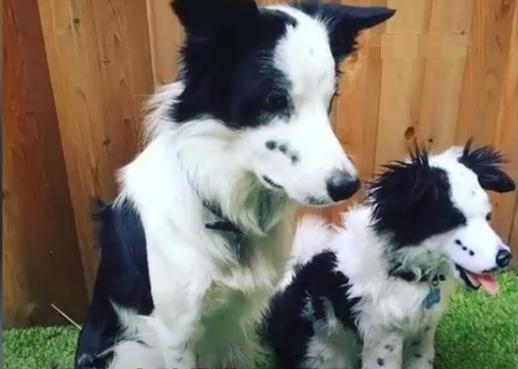 女子怀孕8个月去世_女子花25万克隆去世宠物狗_女子骨折手术去世