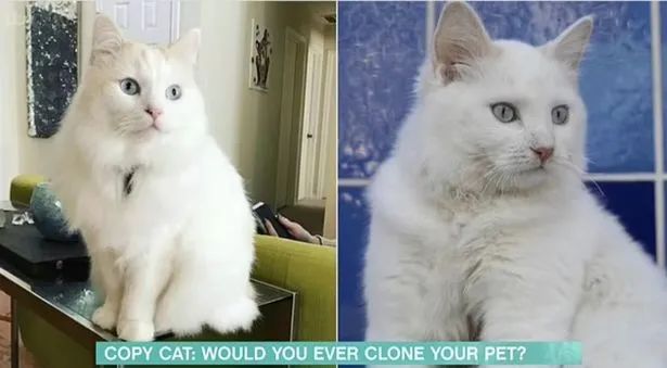 女子花25万克隆去世宠物狗_女子怀孕8个月去世_女子骨折手术去世