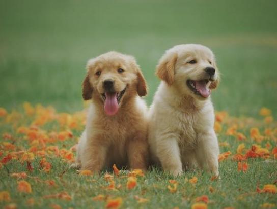 女子花25万克隆去世宠物狗_女子怀孕8个月去世_女子骨折手术去世