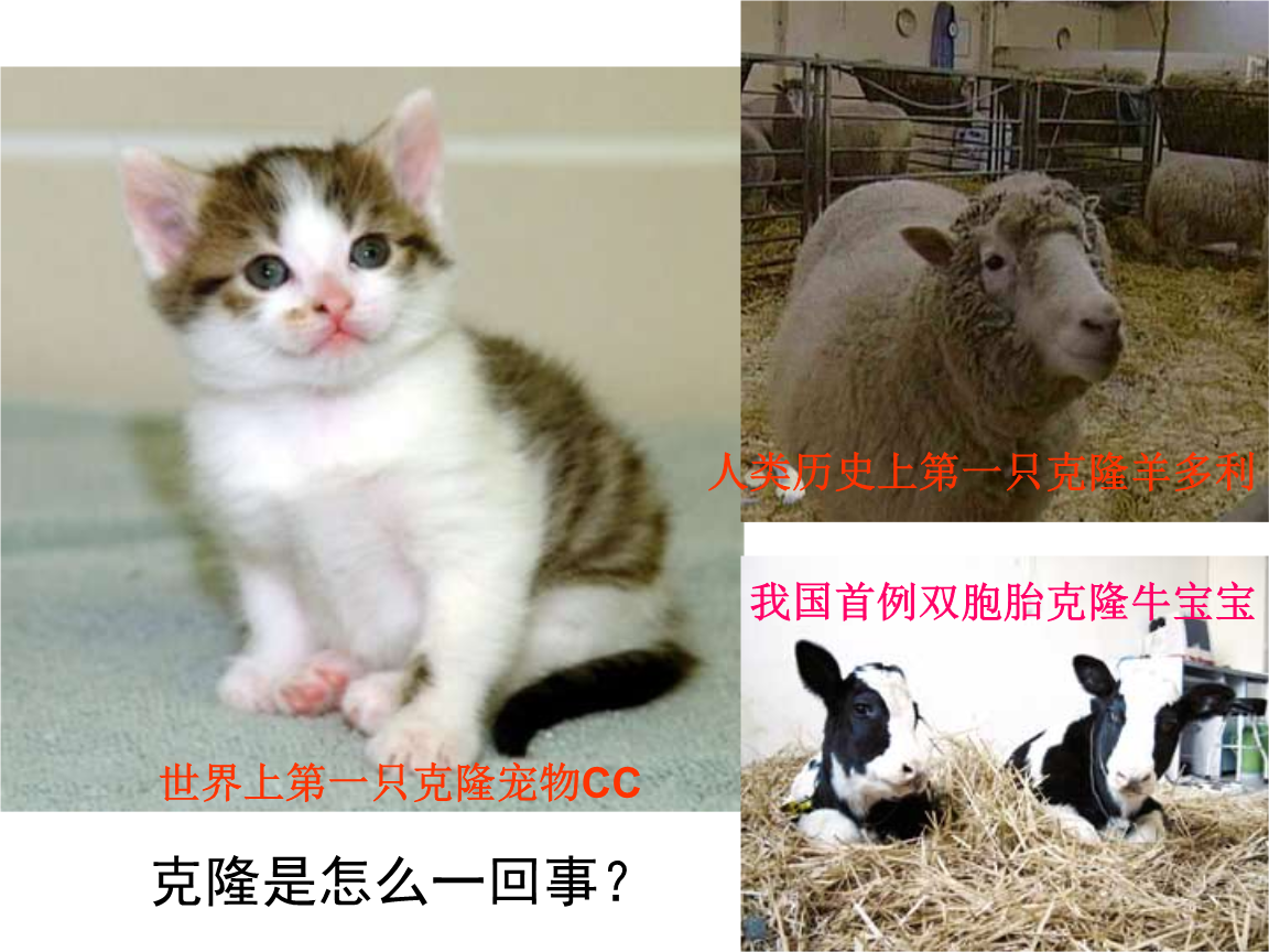 女子骨折手术去世_女子花25万克隆去世宠物狗_女子怀孕8个月去世