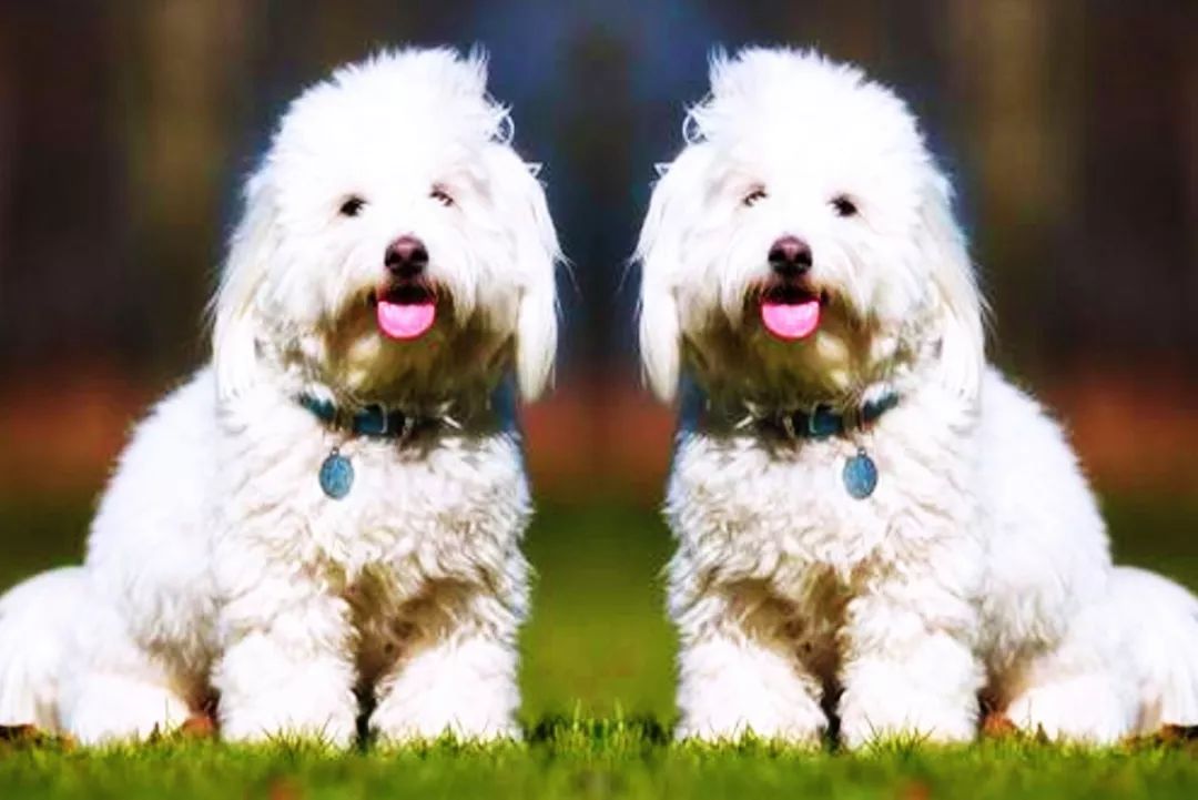 qq宠物宠物卷怎么花属性_女子花25万克隆去世宠物狗_狗去世时在想什么