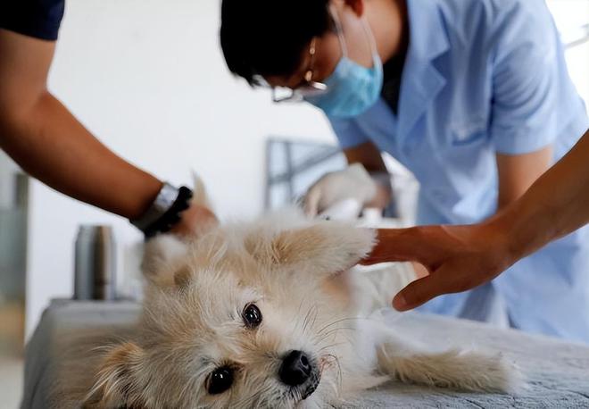 女子花25万克隆去世宠物狗_qq宠物宠物卷怎么花属性_狗去世时在想什么