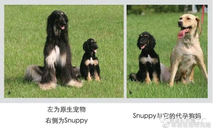 qq宠物宠物卷怎么花属性_狗去世时在想什么_女子花25万克隆去世宠物狗