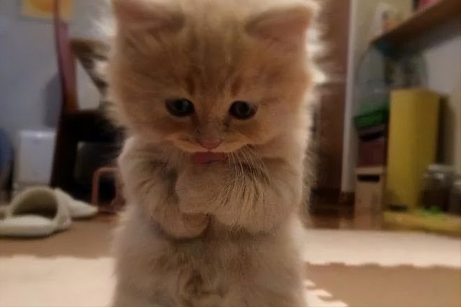 女子花25万克隆去世宠物狗_狗去世时在想什么_qq宠物宠物卷怎么花属性