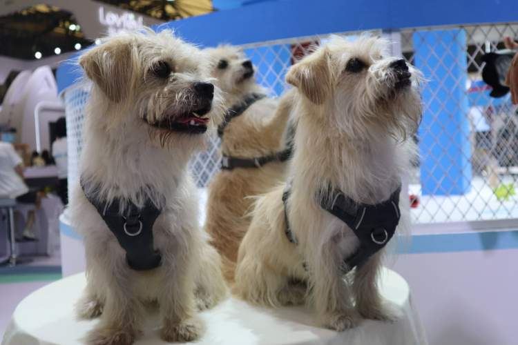 女子花25万克隆去世宠物狗_苏州宠物店里的狗有保障吗?会不会买到病狗?_女子怀孕8个月去世