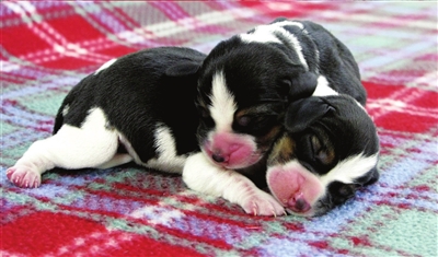 女子怀孕8个月去世_苏州宠物店里的狗有保障吗?会不会买到病狗?_女子花25万克隆去世宠物狗