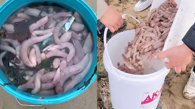 霞涌熊猫海滩_大量肥美海肠涌上烟台海滩_西冲南涌海滩开放了吗