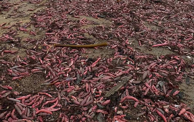 霞涌熊猫海滩_西冲南涌海滩开放了吗_大量肥美海肠涌上烟台海滩