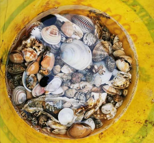 深圳霞涌海滩_惠州霞涌镇海滩烧烤_大量肥美海肠涌上烟台海滩