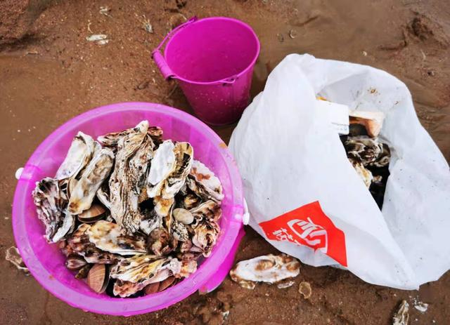 大量肥美海肠涌上烟台海滩_深圳霞涌海滩_惠州霞涌镇海滩烧烤