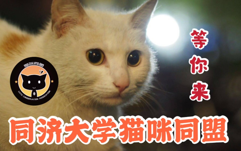 狗找狗猫找猫乌龟_流浪猫狗线上认养_狗咬死流浪猫