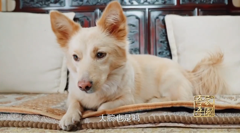 流浪猫狗线上认养_流浪猫妈妈找小奶猫_猫在狗尿上打滚