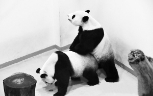 熊猫工坊返现_收到赠送的美团券如何使用_大陆赠台大熊猫团团突现癫痫