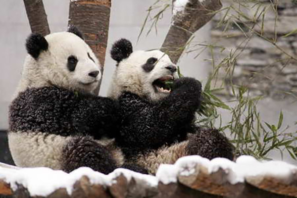 朔斋竹溪盛称鉴台李君谈天小诗戏赠_大陆赠台大熊猫团团突现癫痫_持台湾通行证可以从台过境香港澳门游玩几天再回大陆吗