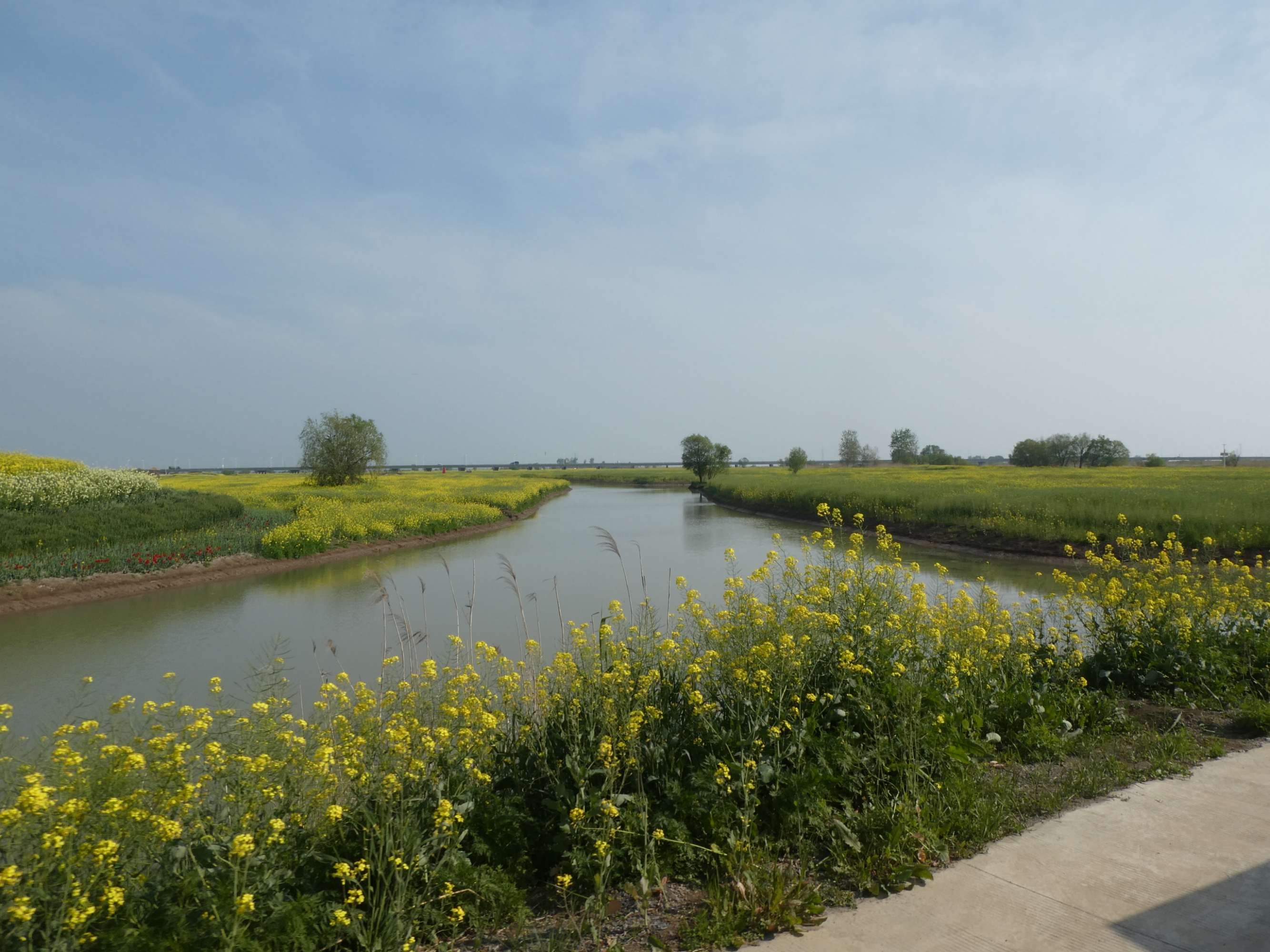 网红猫表情包_网红称包下高邮湖_网红橘猫表情包