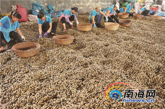 多地要求下架槟榔 海南槟榔协会回应_槟榔广告下架_地下城与勇士下架