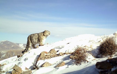 放归大熊猫淘淘现状_走心夫赖敏2018年现状_雪豹被放归赖着不走