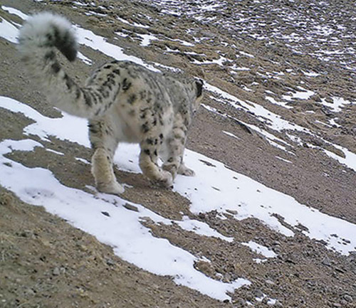 走心夫赖敏2018年现状_雪豹被放归赖着不走_放归大熊猫淘淘现状