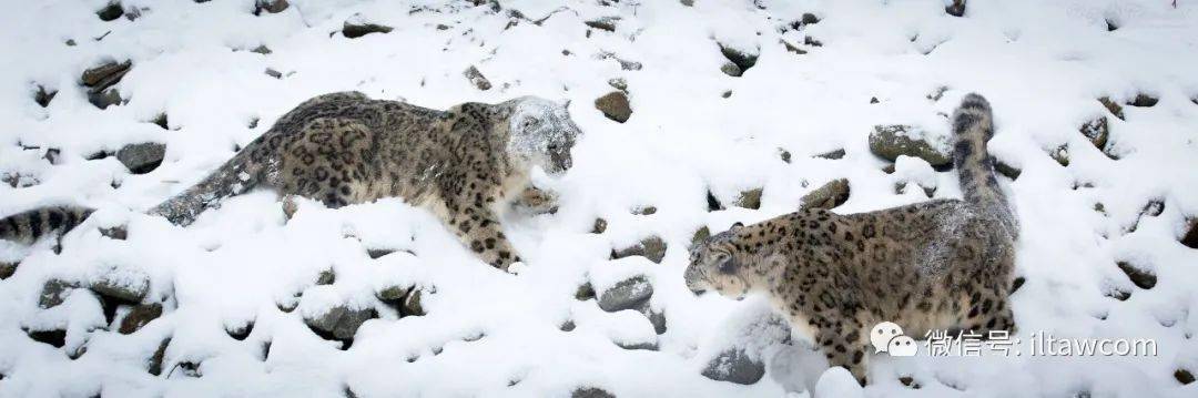 走心夫赖敏2018年现状_放归大熊猫淘淘现状_雪豹被放归赖着不走