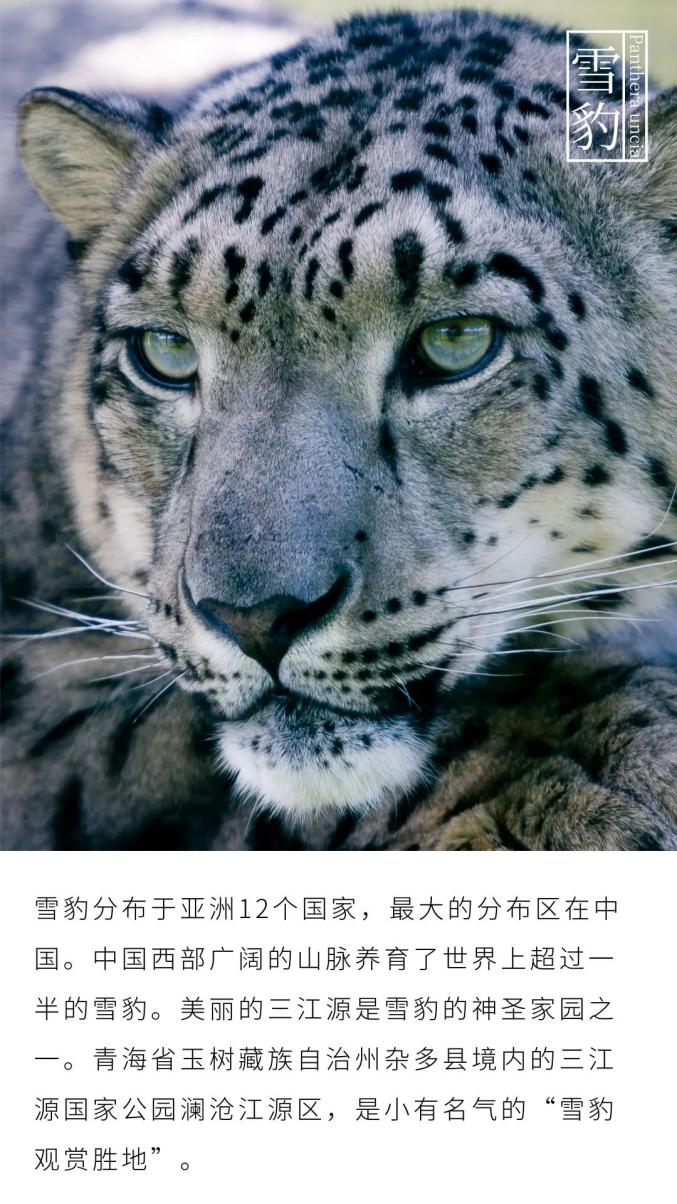 放归大熊猫淘淘现状_走心夫赖敏2018年现状_雪豹被放归赖着不走