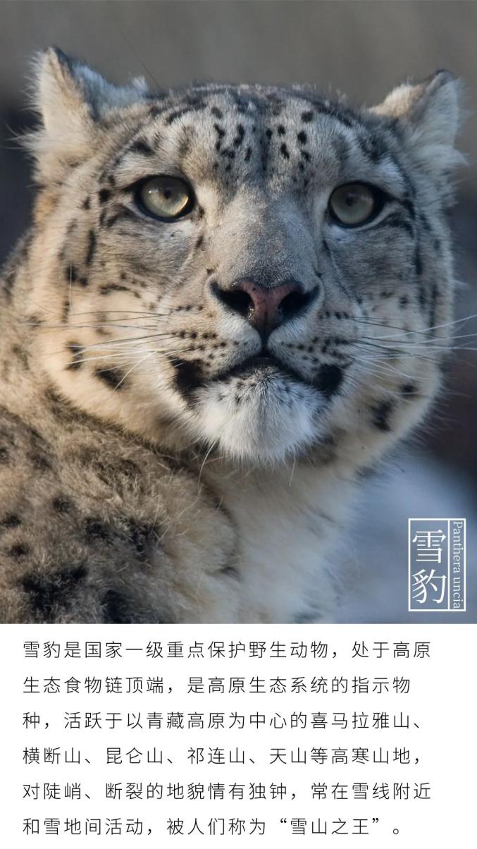 放归大熊猫淘淘现状_雪豹被放归赖着不走_走心夫赖敏2018年现状