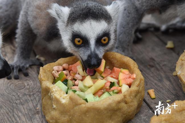 山东大葱批发价格_jy优酷视频空间里屌丝吃大葱的是第几期_山东猩猩每天吃大葱